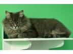 Adopt Bella a American Bobtail