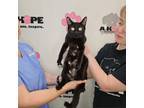 Adopt Bessie C a Bombay, Domestic Short Hair