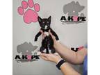 Adopt Mary B a American Shorthair, Domestic Short Hair