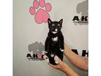 Adopt Ella B a American Shorthair, Domestic Short Hair