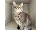 Adopt Madonna a Domestic Short Hair