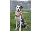 Adopt Peaches - Adoptable a Pit Bull Terrier, Mixed Breed