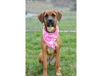 Adopt Bonnie - Adoptable a Boxer, Mixed Breed