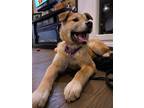 Adopt Dandy-Lion a Mixed Breed