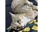 Adopt Kitty Purry a Domestic Short Hair