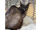 Adopt Delilah a Domestic Short Hair