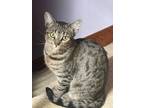 Adopt Pigeon a American Shorthair