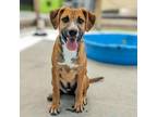Adopt Darla a Beagle, Foxhound