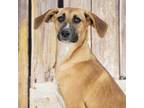 Adopt Carmella (Red Collar) a Beagle, Foxhound