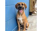 Adopt Carmella a Beagle, Foxhound