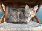Adopt Dee a Dilute Calico