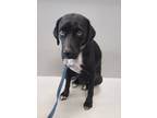 Adopt Jill Rhymes a Labrador Retriever, Beagle