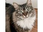 Adopt Demme a Domestic Long Hair