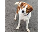 Adopt Sammy a Beagle, Treeing Walker Coonhound