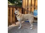 Adopt Sargent a Labrador Retriever, Husky