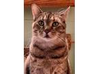 Adopt Izzy a Tabby