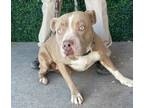 Adopt 55405814 a Pit Bull Terrier, Mixed Breed
