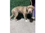Adopt Chacha a Pit Bull Terrier, Mixed Breed