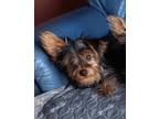 Adopt Bibi a Yorkshire Terrier, Mixed Breed
