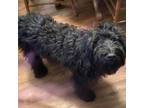 Adopt Rosie a Poodle