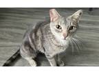 Adopt Bettina a Tabby