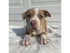 Adopt Reba a American Staffordshire Terrier, Mixed Breed
