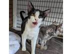 Adopt Pansy a Domestic Short Hair