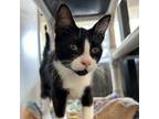 Adopt Arlie a Domestic Short Hair