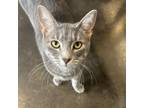 Adopt Furie a Domestic Short Hair