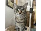 Adopt Jewel a Domestic Short Hair