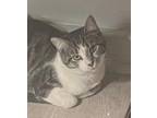 Adopt Kiwi a Domestic Short Hair