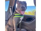 Adopt Corazon a Pit Bull Terrier
