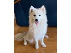 Adopt (Foxy) Roxy a American Eskimo Dog