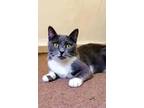 Adopt Ezzie, the green eyed beauty a Domestic Short Hair