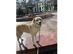 Adopt Winnie a Labrador Retriever, Jindo