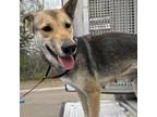 Adopt Honey a Shepherd