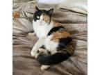 Adopt Tay Tay a Calico