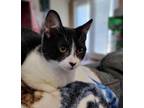 Adopt Lulu bean a Bombay, Domestic Short Hair