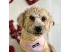 Adopt Oatmeal a Poodle, Mixed Breed