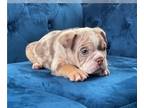 English Bulldog PUPPY FOR SALE ADN-759773 - ENGLISH FLUFFY CARRIER