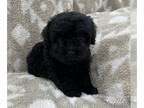 Poodle (Toy) PUPPY FOR SALE ADN-759746 - Male Toy Poodle