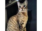 Adopt Carmen a Tabby