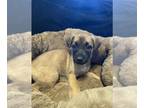 Malinois PUPPY FOR SALE ADN-759712 - Puppies for adoption