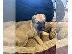 Malinois PUPPY FOR SALE ADN-759717 - Puppies for adoption