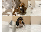 Basset Hound PUPPY FOR SALE ADN-759698 - Basset hound puppies