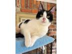 Adopt Peppermint Patty a Domestic Short Hair