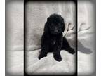 Goldendoodle (Miniature) PUPPY FOR SALE ADN-759744 - F1B MINI GOLDENDOODLES