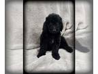 Goldendoodle (Miniature) PUPPY FOR SALE ADN-759744 - F1B MINI GOLDENDOODLE Solid