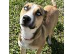 Adopt Bella a Catahoula Leopard Dog