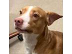 Adopt Twinkie a Pit Bull Terrier